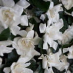 new-image47 New Image47 - Wedding Flower Design in Novato