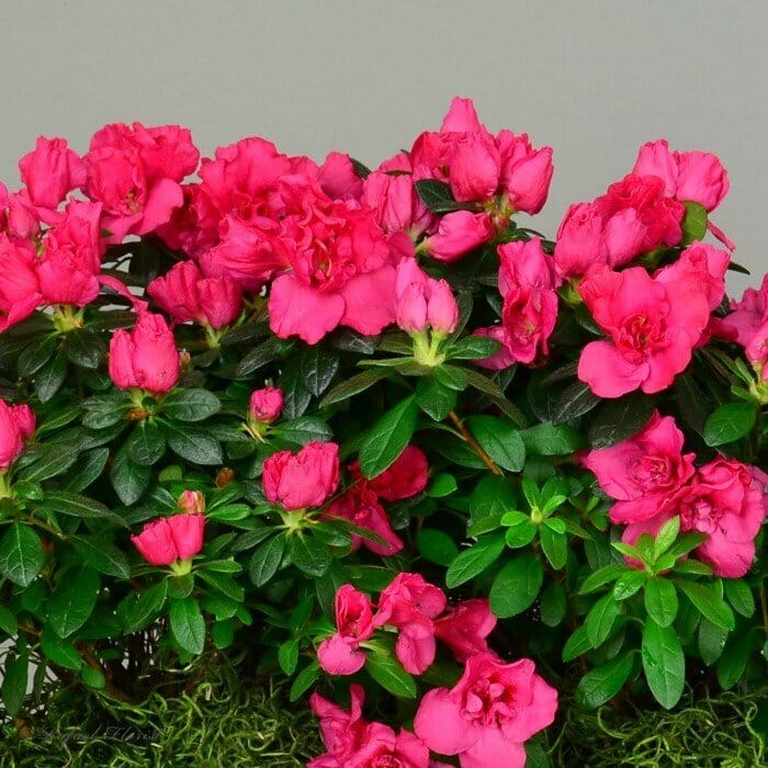 Weekly Plant Deliveries