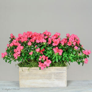 Azalea plants in wooden planter - V27 - Pink Champagne