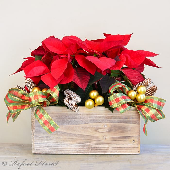 The holiday traditions poinsettia - P40
