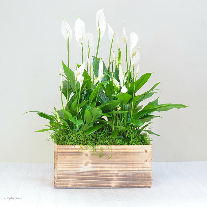Elegant Peace Lily Plant - P8