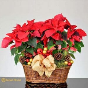 Poinsetia 2 - Festive Radiance poinsettias - P43