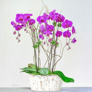 Purple Orchid Plants - V25 - Love at first sight