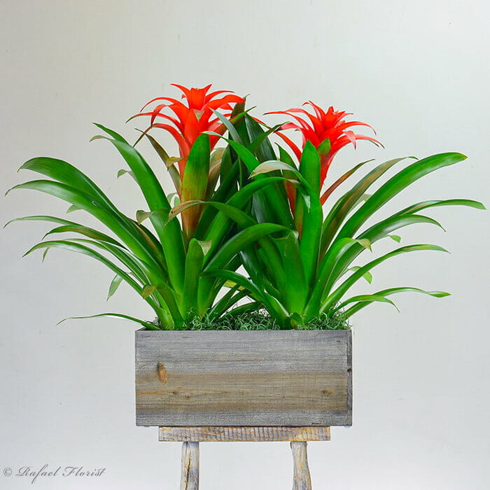 Tropical Bromeliad - P32