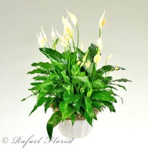 be0a8ea7 peace lily plant best florist in marin county 94901 and 94903 570x570 - Stunning peace lily plant - p15