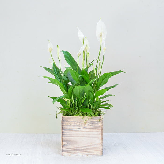 Elegant Peace Lily Plant - P8
