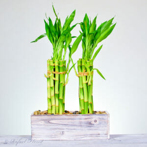 lucky bamboo plants - MD32 - My lucky Star