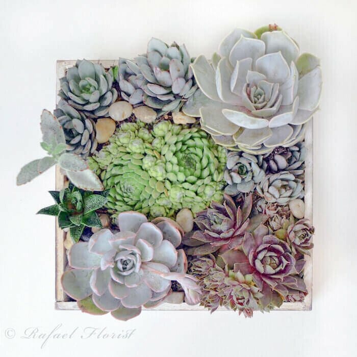 Nature's Gift Box P30
