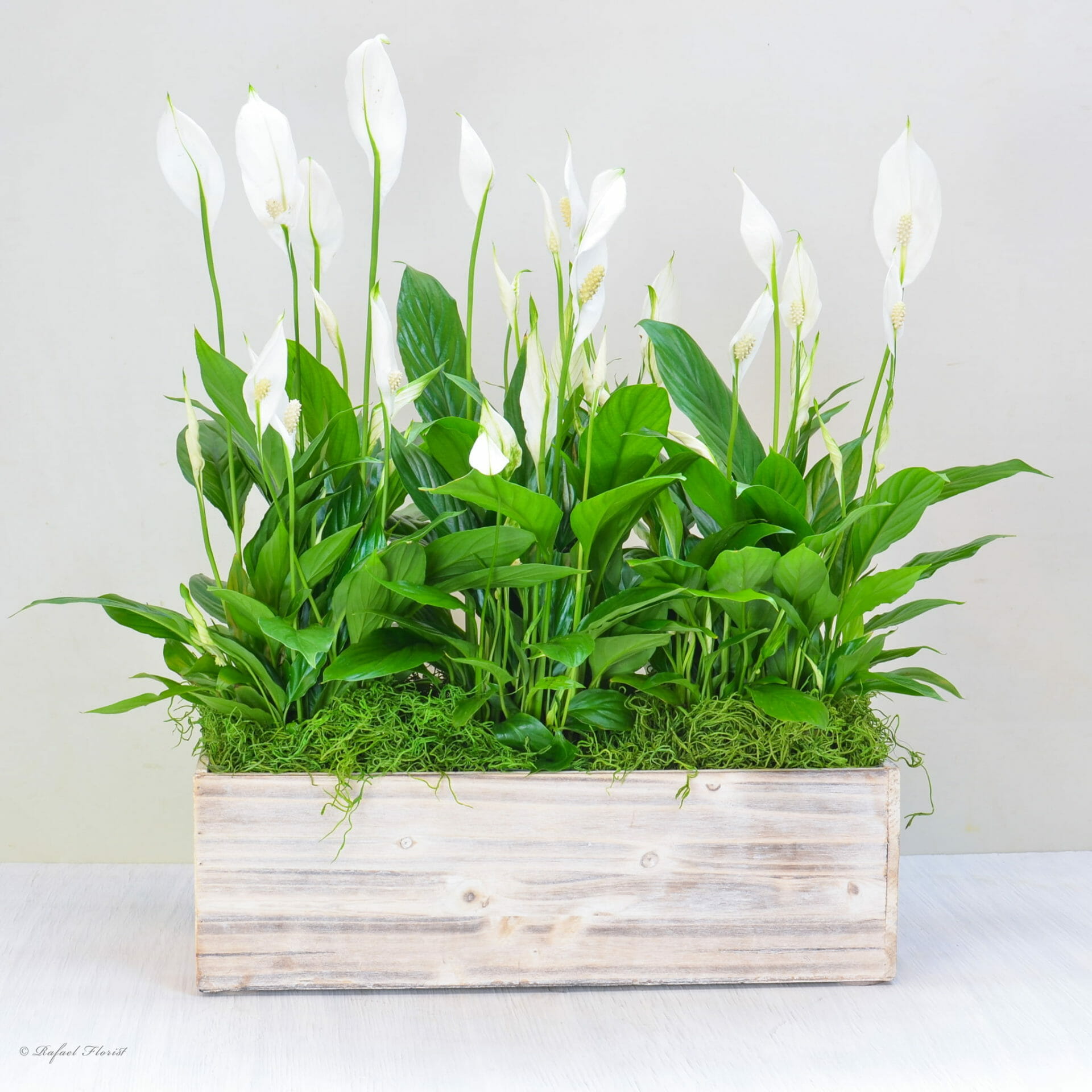 Elegant Peace Lily Plant - P8