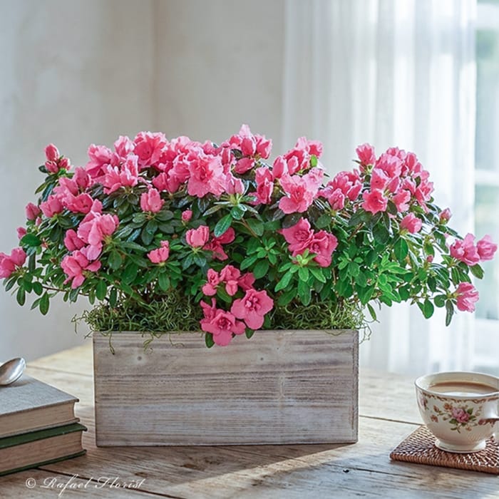 Pink Perfect Azalea - P9