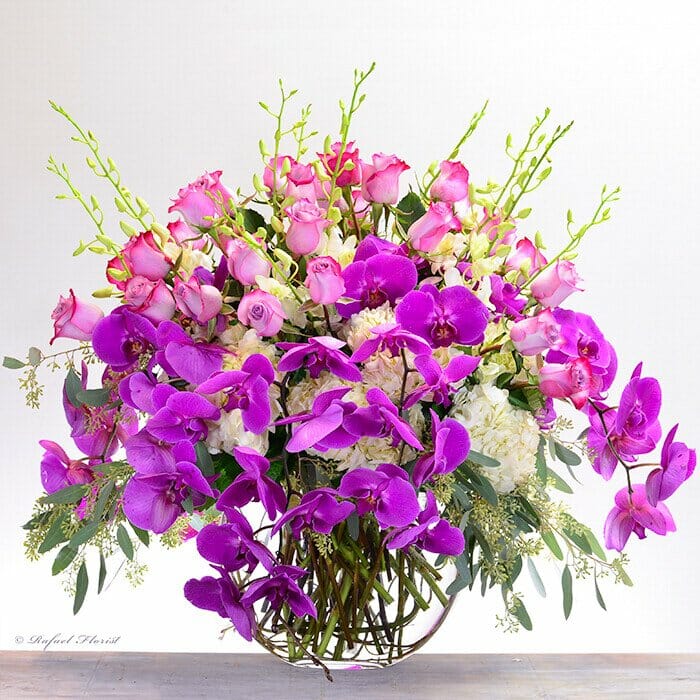 Orchid Fantasy - V56