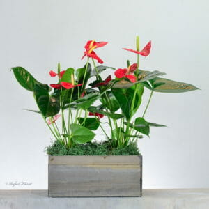 Red Anthurium house plants in wooden box - MD41- Tropical Blooms