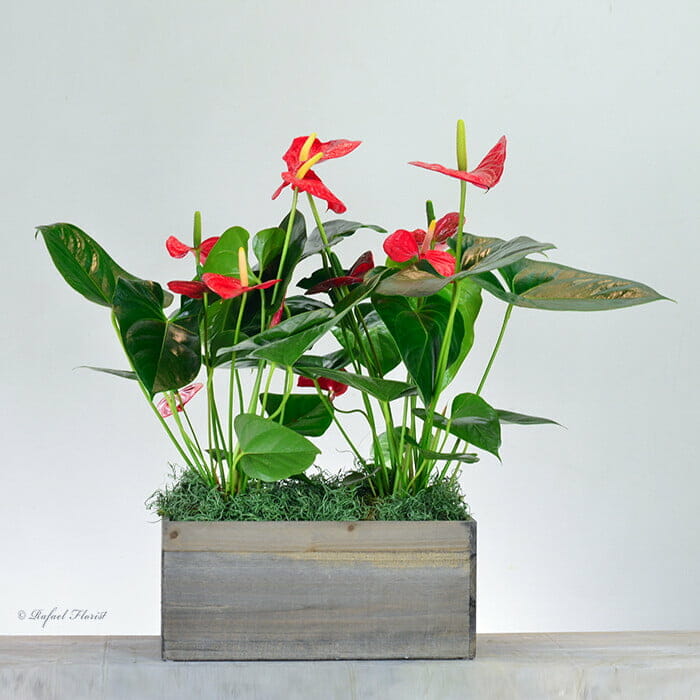 Tropical Blooms - P42