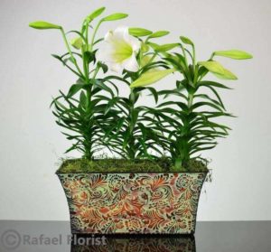 e3cdba8c easter lilies in metal container deliverey in san rafael - Heavenly Easter Lilies - P27