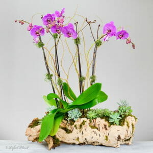 purple orchid succulent planted in driftwood - Succulent And Orchid Garden - P35