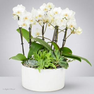 white baby orchids in ceramic pot - Adorable Baby Orchid Garden - P1