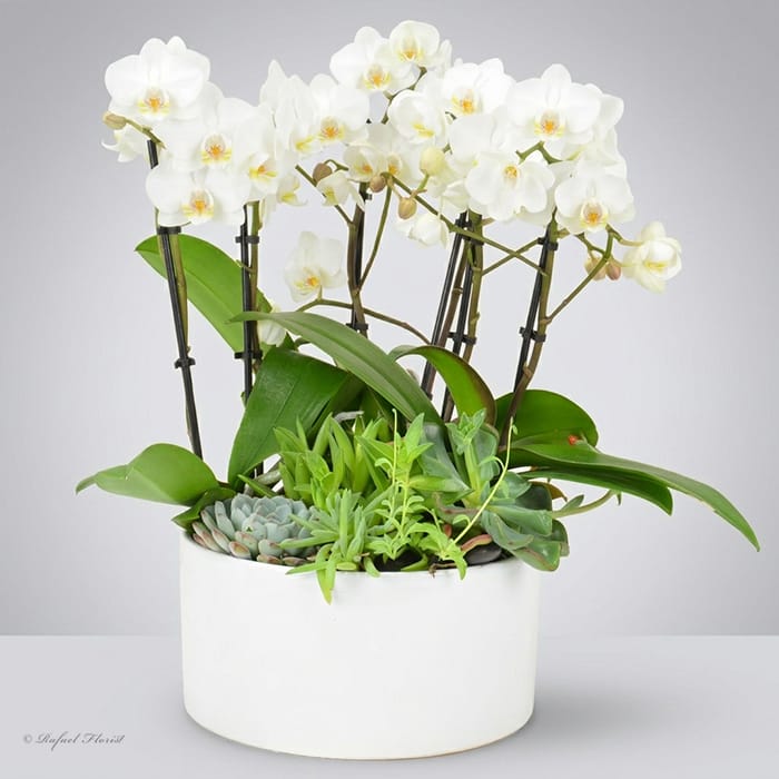 Adorable Baby Orchid Garden - P1