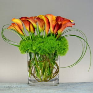 orange calla lilies in glass vase - Fiery Calla Lilies -V80
