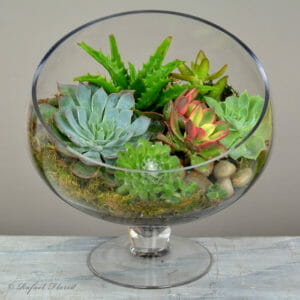 A Beautiful Succulent Terrarium With A Unique Pedestal Glass Vase