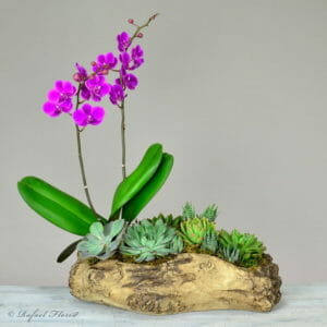 Orchid and succulent garden - Enchanted Garden - P4