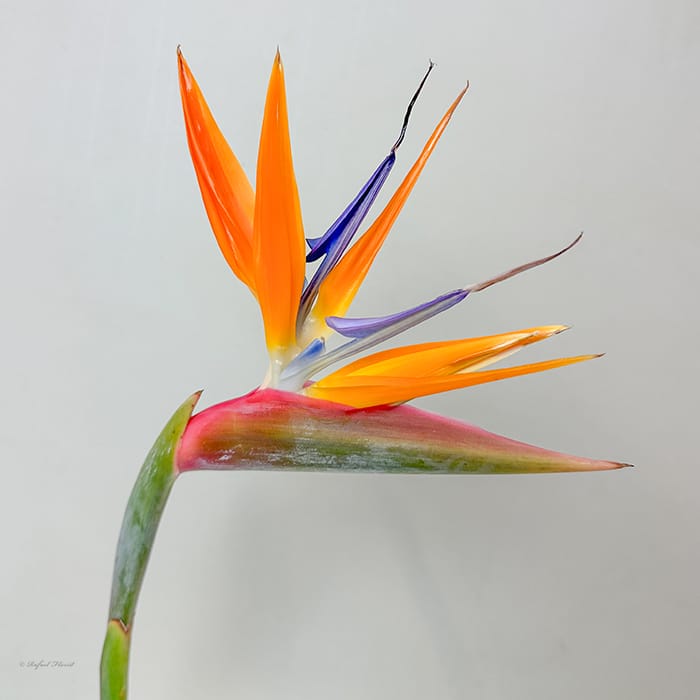 Birds Of Paradise By The Stem
