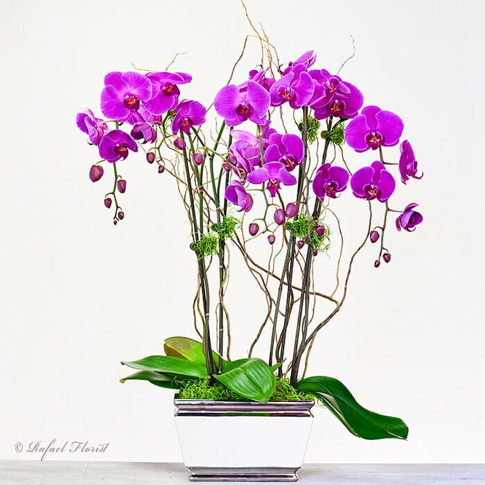 Purple Phalaenopsis Orchid plant is elegant and stunning