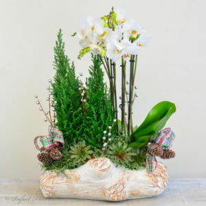 Mini Euro christmas tree orchid house plants - Mrs. Claus's Orchid Garden - P46