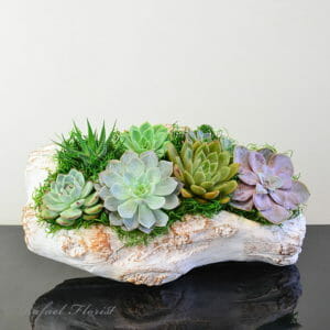 Deluxe Succulent with moss in White wooden container - Succulent Garden - P5