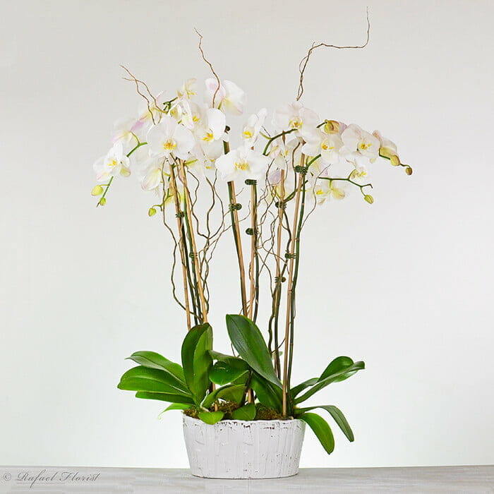 white Phalaenopsis orchid plant dish garden is elegant and long lasting