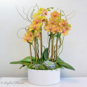 Premium Orchid Peach and Magenta - V26 - My Heart Is Yours