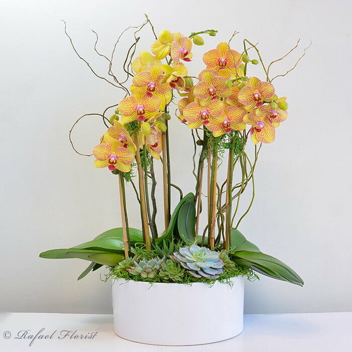 Golden Butterflies Orchid Garden - P12