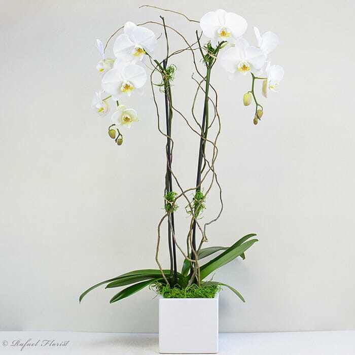 Elegant Butterfly Orchid planted in a white ceramic planter