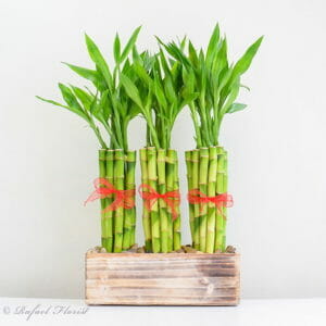 Valentines Bamboo V29 Three bamboos with red ribbons - V28 - Lucky In Love