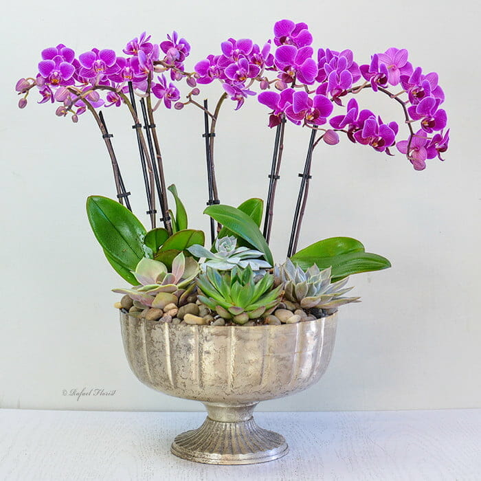 Delicate Orchid Garden - P6
