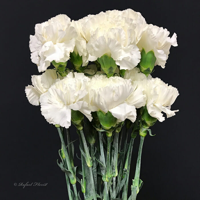 Carnations By The Stem