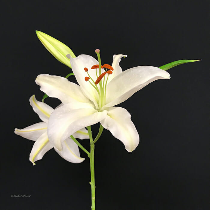 By The Stem - Lilies