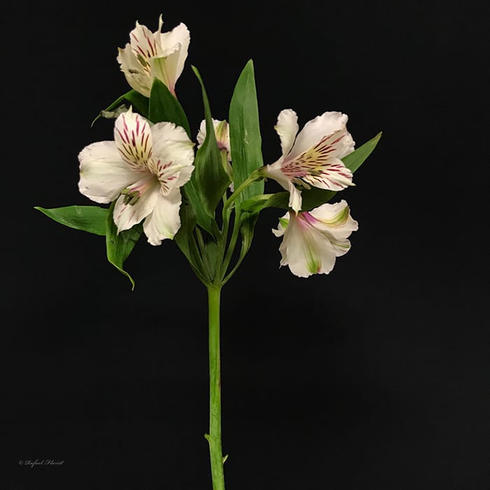 Alstroemeria By The Stem