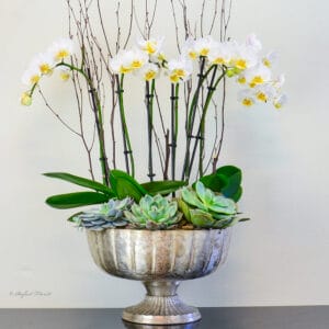 Miniature Phalaenopsis orchids - Delicate Orchid Garden - P19