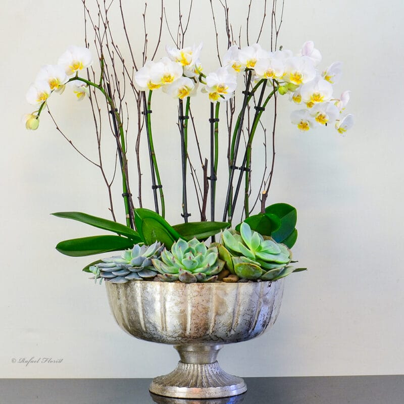 Delicate Orchid Garden - P19