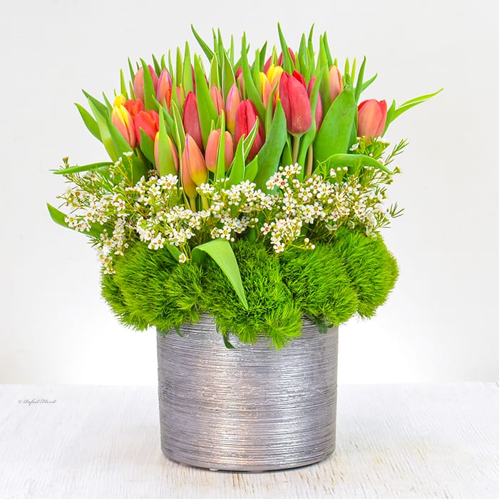 Tulip Bliss - B154