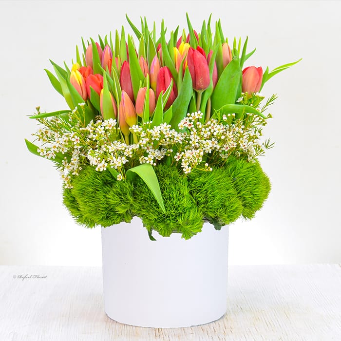 Tulip Bliss - B154