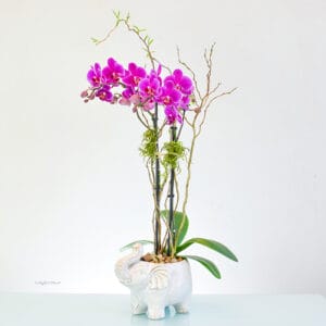 elephant planter orchid - Zooey Gardens - P23