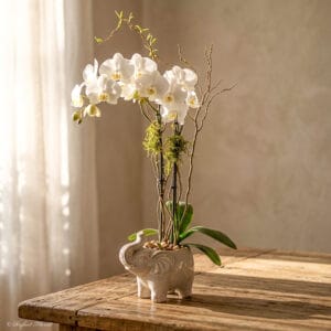 white mini orchids in elephant shape ceramic - Zooey Gardens - P23