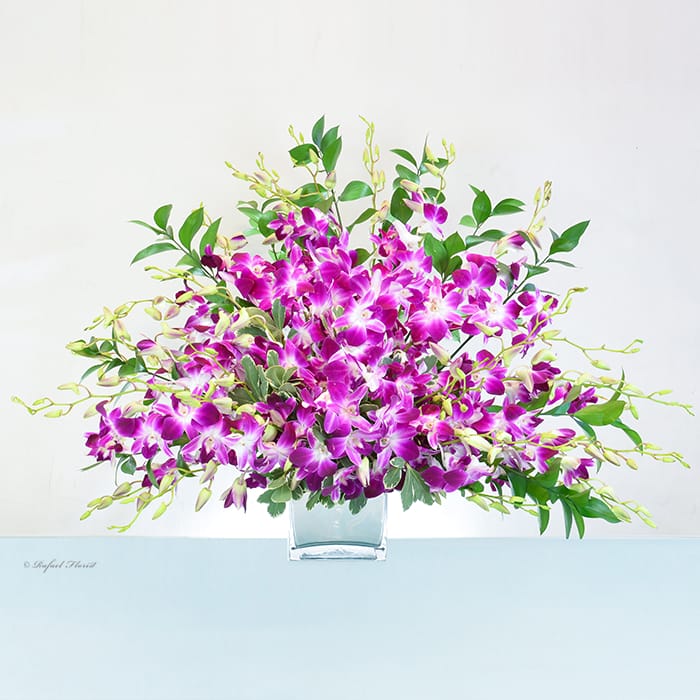 V29 - Valentine Love Orchid
