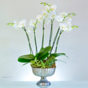 phalaenopsis orchids plant succulents metal container - Delicate Orchid Garden - P6