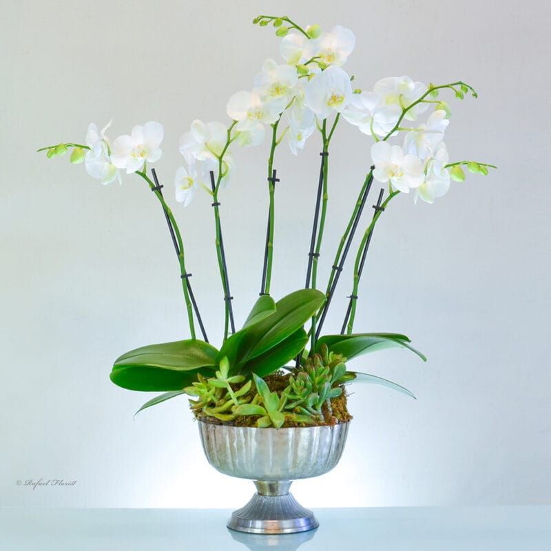 Delicate Orchid Garden - P6