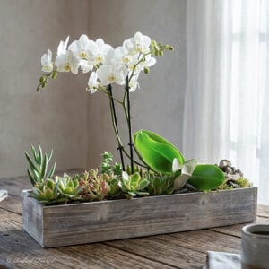 white orchid succulents planter - The Jewel Box - P3